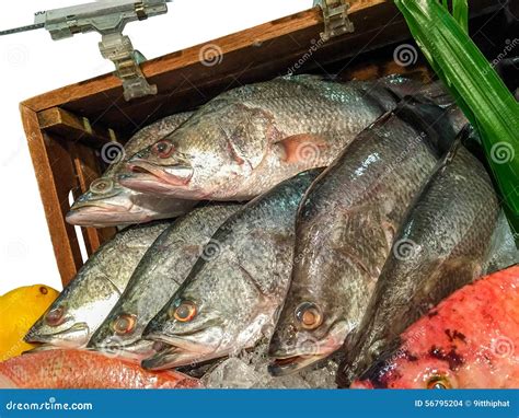 Snappers stock foto. Image of baarzen, voorbereiding - 56795204