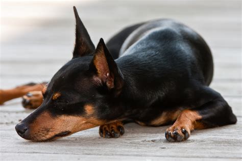 Resting Miniature Pinscher photo and wallpaper. Beautiful Resting ...