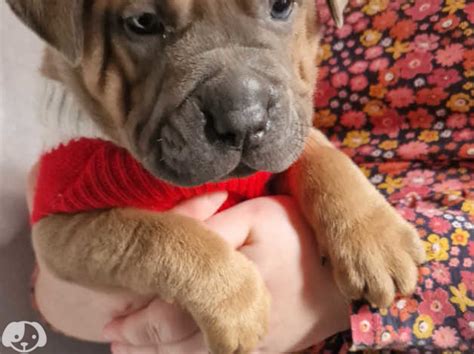 Beautiful Shar Pei Cross Dog De Bordeaux Puppies, Ready Now in ...