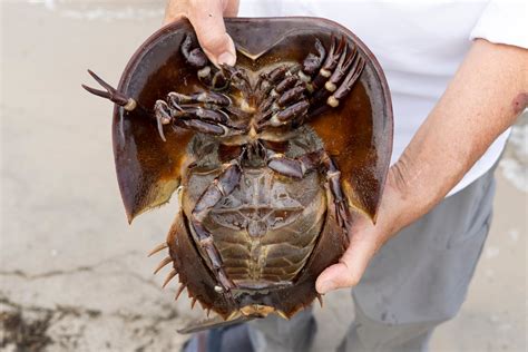 how to crab sick without vet 7