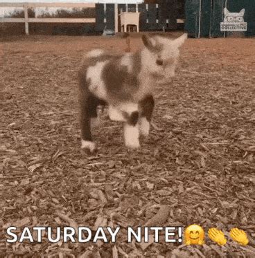 Jumping Kid Jumping GIF - Jumping Kid Jumping Baby Goat - Discover & Share GIFs