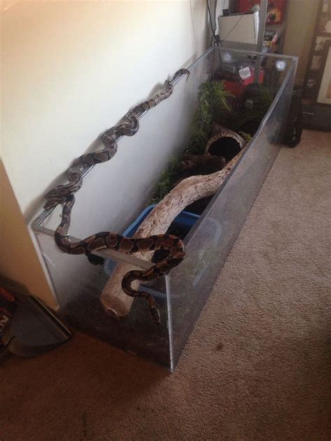 Ball pythons and enclosure | Ball python, Animal lover, Reptiles