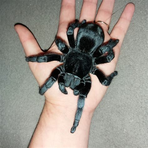 Black Tarantula Spider