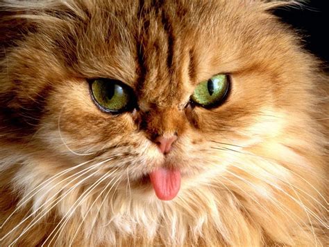 Gato persa con la lengua fuera Funny Cat Pictures, Funny Cat Videos ...