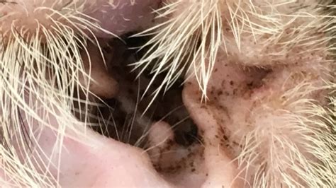 UK Vet Companion Animal - Otitis externa: a review