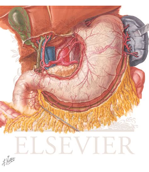 Stomach Blood Supply Anatomy