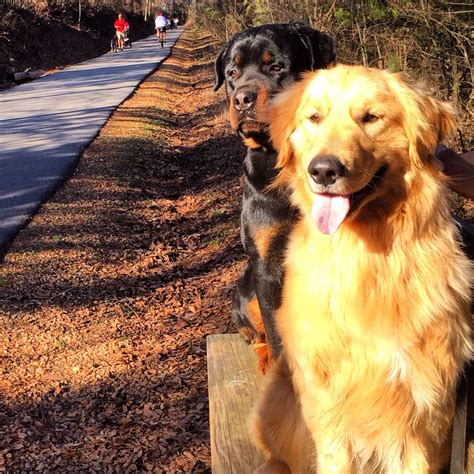 Golden Retriever and Rottweiler