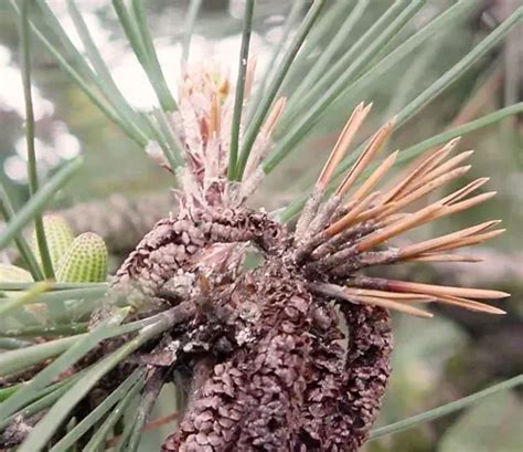 pine wood forestrycom