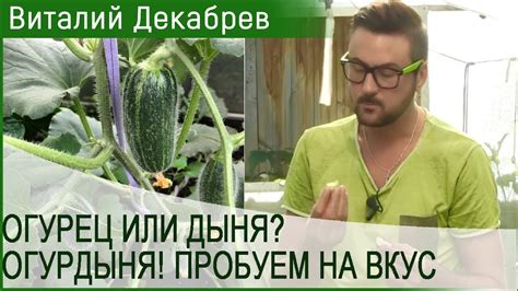 ОГУРЕЦ ИЛИ ДЫНЯ? ОГУРДЫНЯ! ПРОБУЕМ НА ВКУС - YouTube