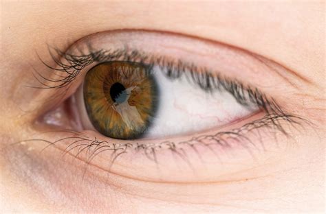Gros plan des yeux bruns | Photo gratuite | LibreShot