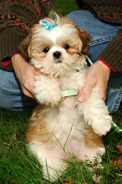 Fluffy Adorable Shih Tzu Puppies : 14 Fluffy Facts About Adorable Shih ...