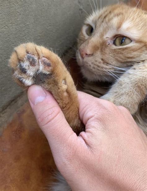 My cat doesn’t clean her paws, what can I do to get her to start ...