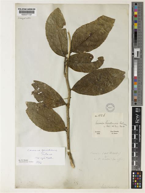 Casearia quinduensis Tul. | Plants of the World Online | Kew Science