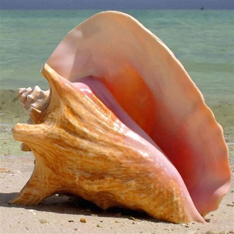 giant conch shell tings bahamian