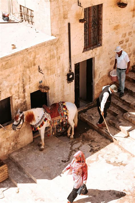 High Resolution Horse Photos, Download The BEST Free High Resolution ...