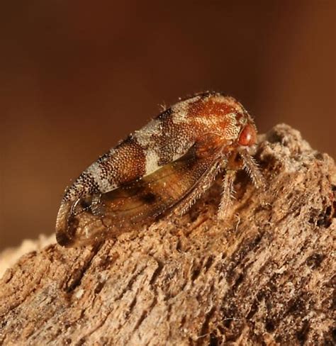Treehopper - BugGuide.Net