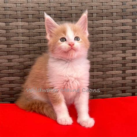 Maine Coon Kittens & Breeders Toronto, ON - Maine Coon Finder