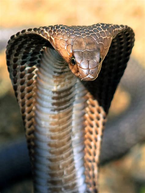 Cobras: The Enigmatic Serpents of Myth and Reality | BULB