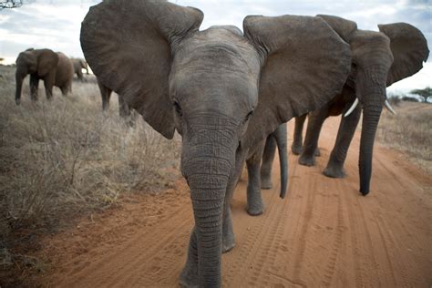 Pictures: Elephant Underpass Reuniting Kenya Herds | National Geographic