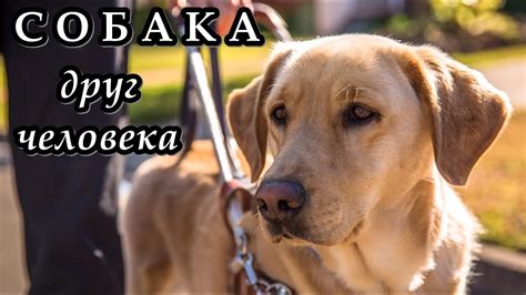 СОБАКА - Друг человека - YouTube