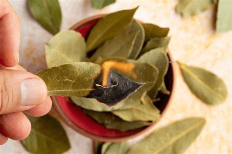 Burning Bay Leaves: 3 Things That Will Happen If You Do It - World News ...