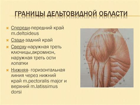 Топографическая анатомия надплечья (suprabrachium) - презентация онлайн