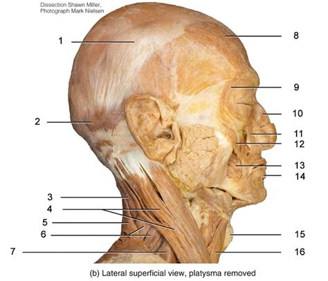 Head and Neck Muscles Diagram | Quizlet