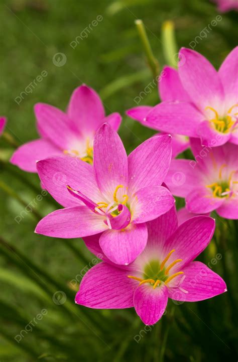 Rain Lily Fairy Lily Zephyranthes Rosea Season Elegance Macro Photo