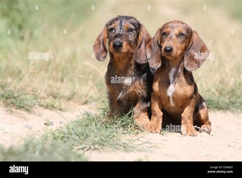 dog dachshund dackel teckel  puppies  hairs wire