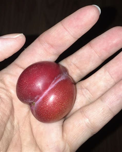 Persimmon trees can predict winter weather but my plum tree predicts my