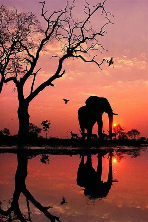 Baby African Elephants In Sunset