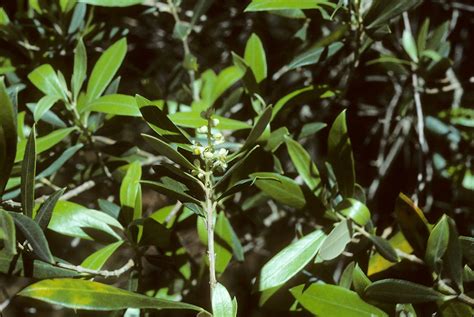 Olea europaea (Oleaceae) image 7751 at PhytoImages.siu.edu