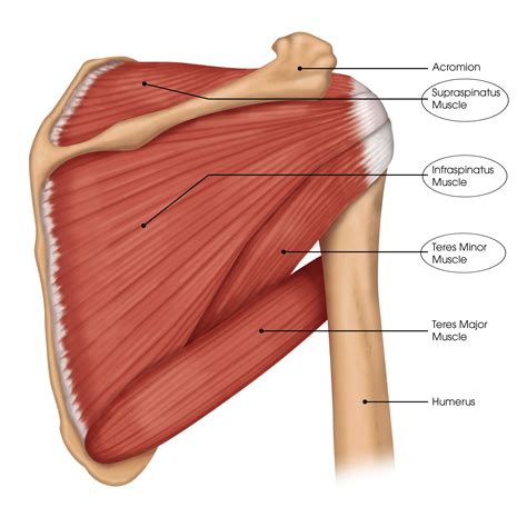 Right Shoulder Rotator Cuff Diagram