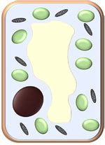 permanent vacuole key stage wiki