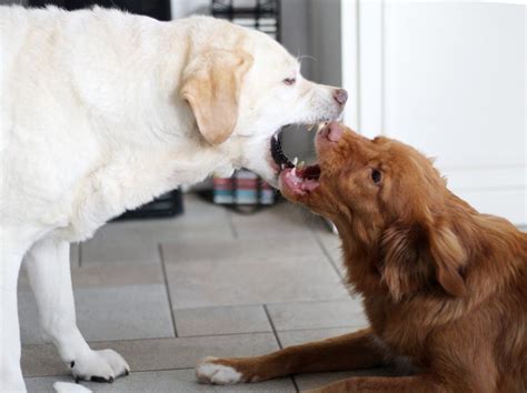stop puppy biting  training tips    seek
