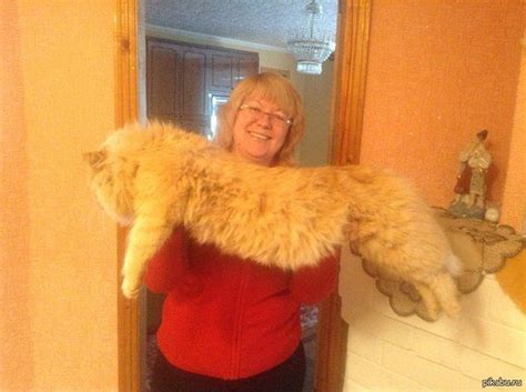 Котику 1 год. | Пикабу