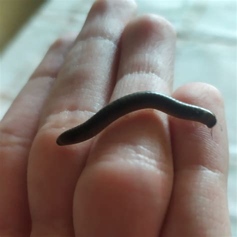 I found my lost millipede! (Before the millipedes that I have right now