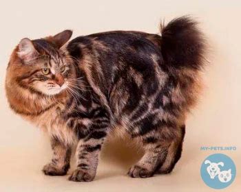 😼 Карельский бобтейл ️ Все о домашних животных My-Pets.info