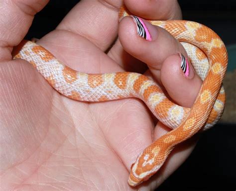 Ians Vivarium - Creamsicle Cornsnake