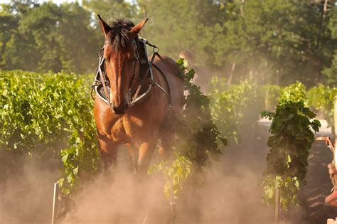 The terroir - Domaine de Chevalier | Grand Cru Classé de Graves