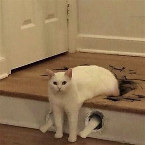 Pinterest : SLIMJIMSNOOOT :) Grace Cody Instagram : slimjimsnoot Animal ...