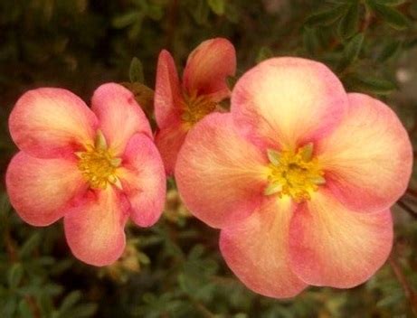 Лапчатка кустарниковая "Гламур Герл" Potentilla fruticosa "Glamour Girl"