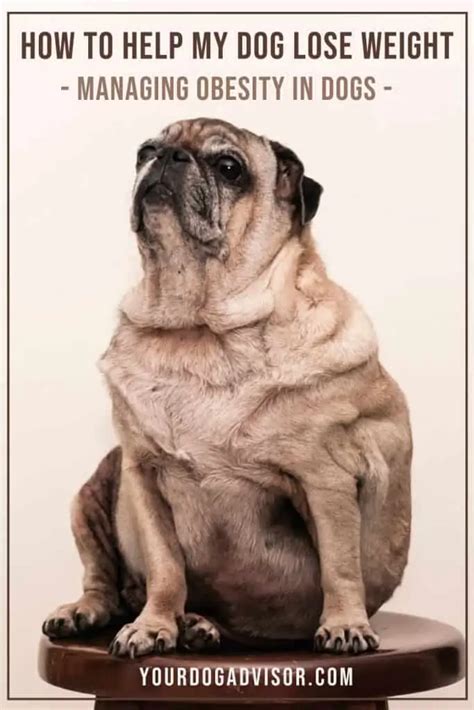 how to help my dog lose weight