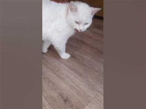 Думали пропал / Возвращение Кота . #котики #котята #котик - YouTube
