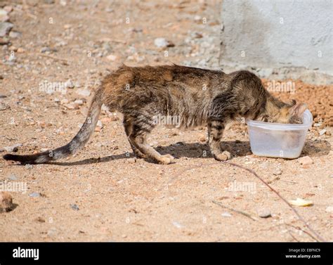 portrait  dirty stray feral cat outdoors stock photo alamy