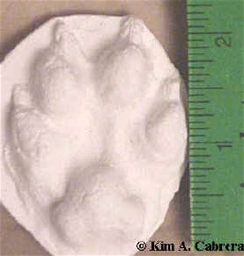 Animal Tracks - Gray Fox (Urocyon cinereoargenteus)