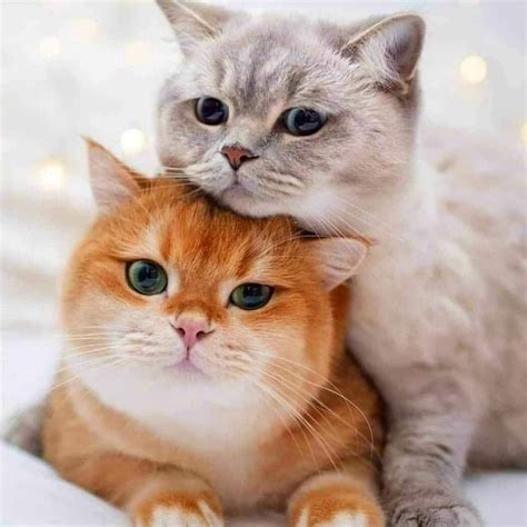 Милые КОТИКИ - собрала несколько фото и получились маленькие фото ...