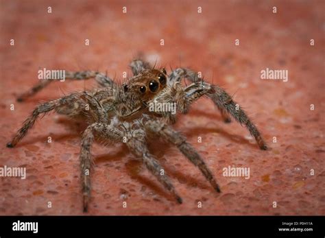 spider mouth  res stock photography  images alamy