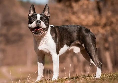Dogs With No Tail