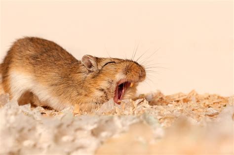 19 Facts About Gerbil - Facts.net